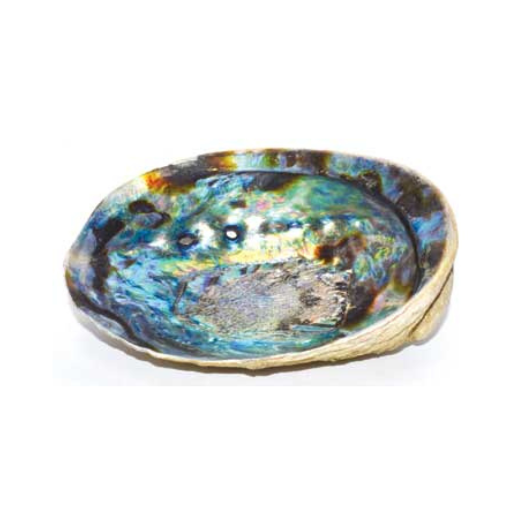 5"- 6" Abalone Shell Incense Burner