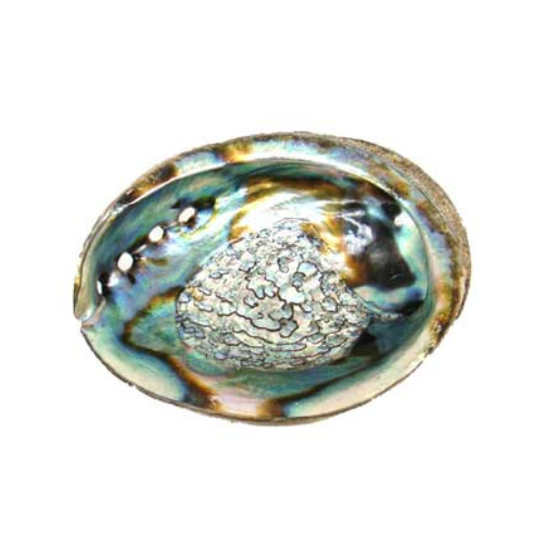 3" - 4" Abalone Shell Incense Burner