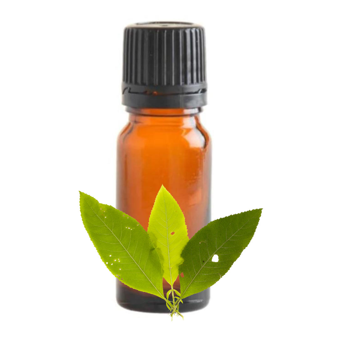 Camphor Essential Oil - 10ml